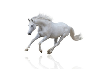 Obraz na płótnie Canvas white horse runs isolated on white background