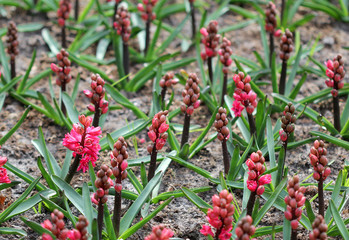 The big amount of red Hyacinth flowers