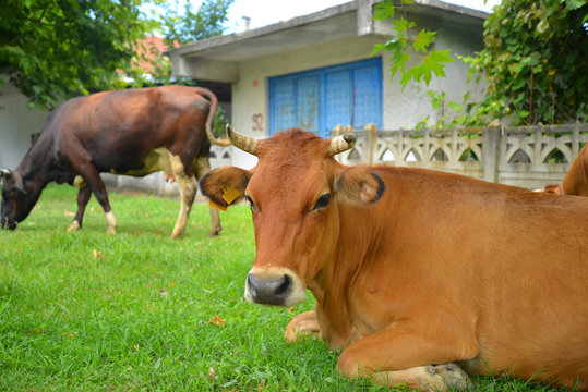 inek,&ccedil;iftlik hayvanları