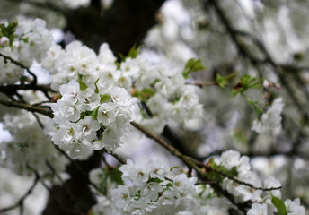 The white cherry blossom in the spring time