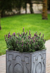 The stone flowerbed with purple lavender flowers