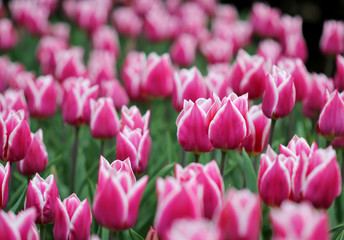 Big amount of the colorful tulip flowers in the flowerbed