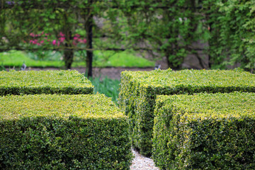 The cubic square bushes in the garden
