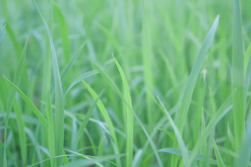 Fototapeta na wymiar green rice