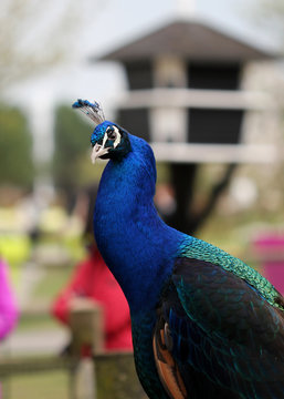 The peacock bird close up portrait