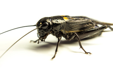 Common black cricket , isolated insect on white background