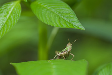 Close up Grasshopper on leaf