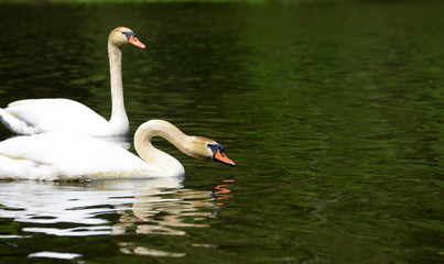 swan couple, two swans in a green shimmering lake