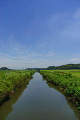 Fototapeta na wymiar 初夏の鹿島川の風景