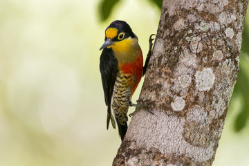 Woodpecker