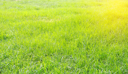 Obraz na płótnie Canvas Green grass in summer time, sunlight tone.