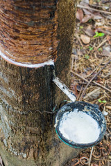 Milky latex extracted from rubber tree Hevea Brasiliensis as a source of natural rubber