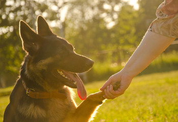 German shepherd giving its paw to its human (in the golden rays of sunlight )