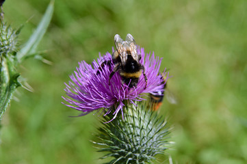Hummel auf lila Distel