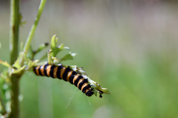 Raupe des Jakobskrautbären