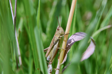 Grashüpfer am Grashalm