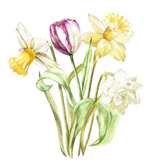 Spring flowers narcissus and tulip isolated on white background. Watercolor hand drawn illustration.