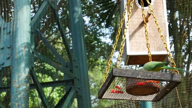 Green Indian Ring-necked Parakeet feeding in KL bird park, Malaysia.
