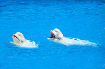  Beluga whales, white dolphins eating a fish