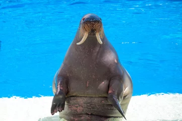 Crédence de cuisine en verre imprimé Walrus morse dans la piscine