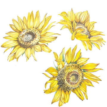 Illustration in watercolor of a Sunflowers. Floral card with flowers. Botanical illustration.