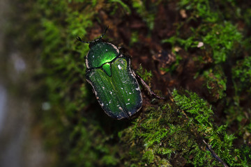 森の甲虫、緑色のハナムグリのいる樹の幹