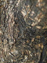 COLOR PHOTO OF CLOSE-UP OF LIVING TREE BARK