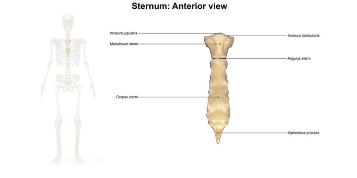 Quiz 13 - Ribs and Sternum - Anatomy Diagram | Quizlet