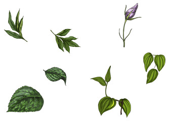 Set with flower bud, leaves and stem isolated on white background. Botanical  illustration