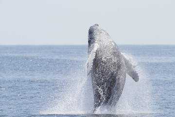 Humpback whale breach - 166704948