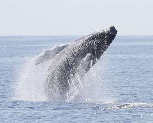 Humpback whale breach - 166705109