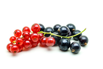 Black and Red Currants on white background