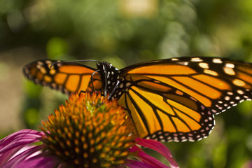 Monarch butterfly head-on close up on Echinacea flower