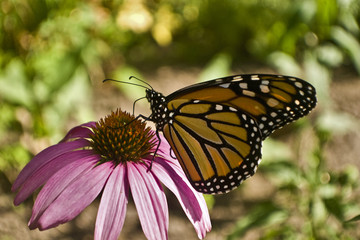 Monarch butterfly close up profile wings up on Echinacea flower