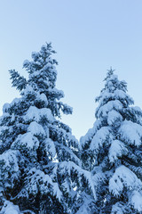 Winter landscape of snow and pines with blue tinting. Swiss mountains in winter.