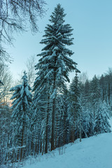 Naklejka premium Winter landscape of snow and pines with blue tinting. Swiss mountains in winter.