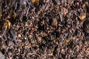 Many bats hanging on the ceiling of the cave Pura Goa Lawah in Bali, Indonesia.