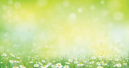 Vector  nature  background, green grass border and chamomiles.