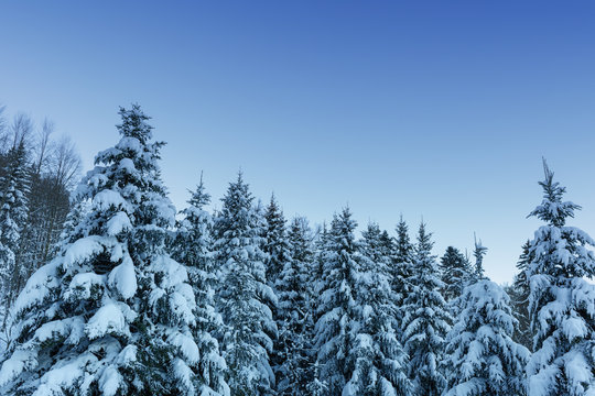 Fototapeta Winter landscape of snow and pines with blue tinting. Swiss mountains in winter.