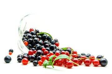 Glass vase with black and red currant on white background