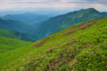 Valley among majestic green rugged mountain hills covered in green lush grass. Many pink blossoming rhododendron flowers on a grassy slope. Summer day in June. Marmarosh, Carpathian mountains, Ukraine