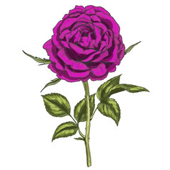 Hand drawn deep purple flower isolated on white background. Botanical  illustration
