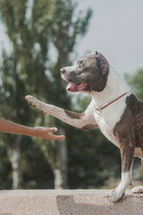 Amstaff performs trick give paw