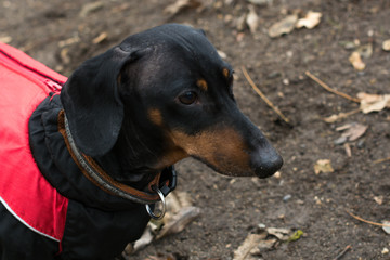 portrait of a black tan dachshund dog breed in full growth, in the street on a background of gray...