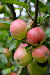 Apfelbaum mit fast reifen Äpfeln