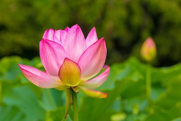 Obraz premium The Lotus Flower.Background is the lotus leaf and lotus bud and tree.Shooting location is Yokohama, Kanagawa Prefecture Japan.