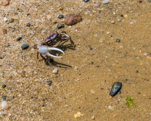 Tiny purple marsh crab with large single claw walking sideways on Nantucket beach