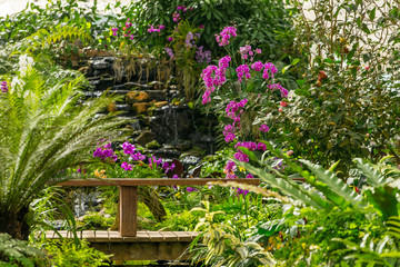 Naklejka na ściany i meble Beautiful tropical plants and flowers in Sirikit Botanical Garden in Northern Thailand