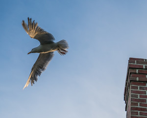 Obraz premium Seagull flying from brick chimney against clear sky