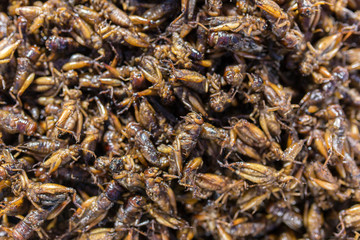 Exotic Asian food. Fried grasshoppers is a popular street food in Myanmar (Burma)